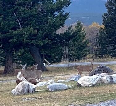 The Nest at Crowsnest Mountain 72